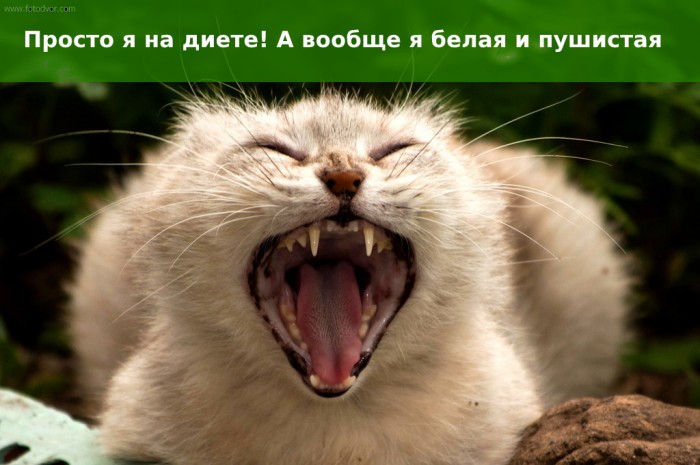 Диета и агрессивность Диета и агрессивность (2)